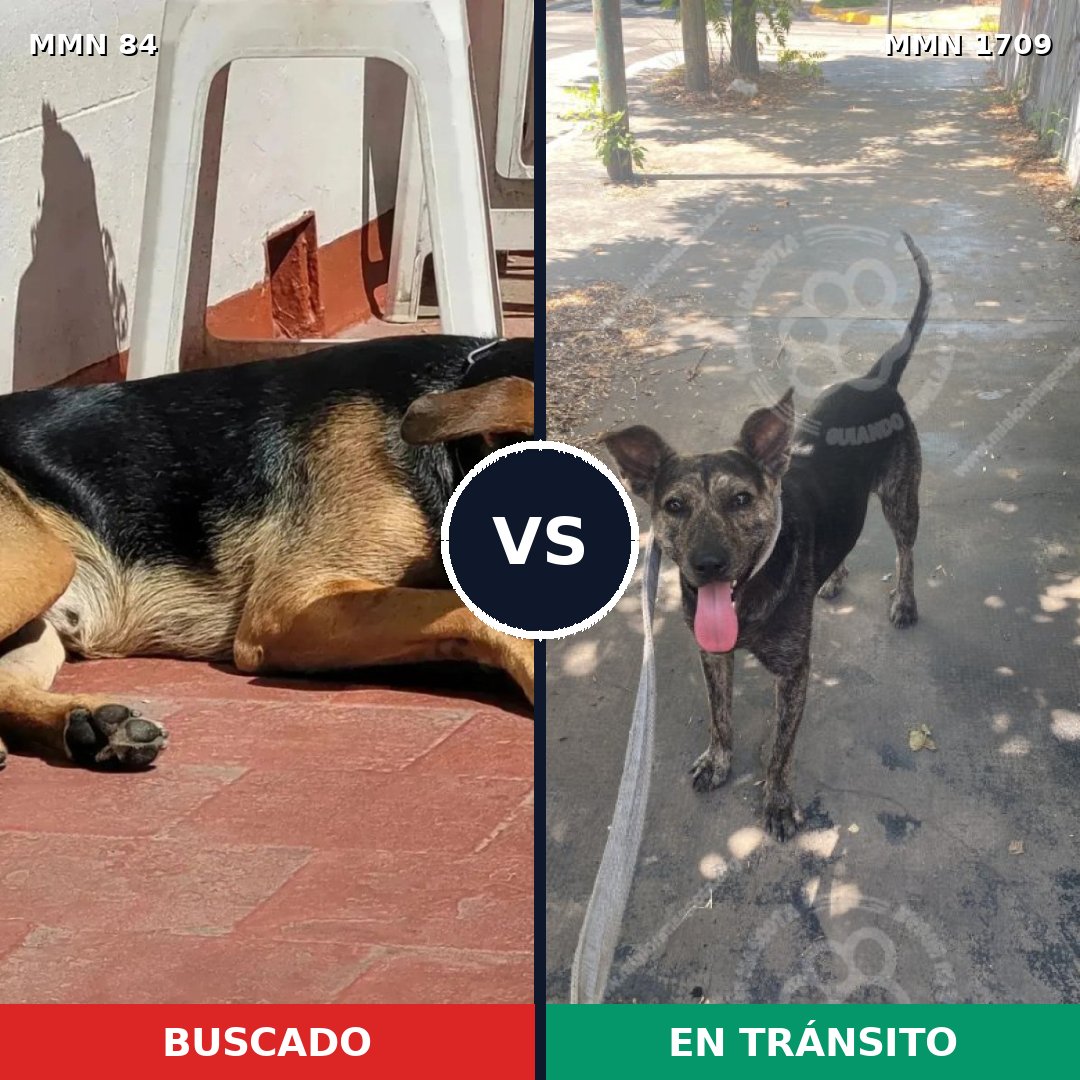 Comparativa MMS 37534: mascota perdida y mascota encontrada, 62% de similitud