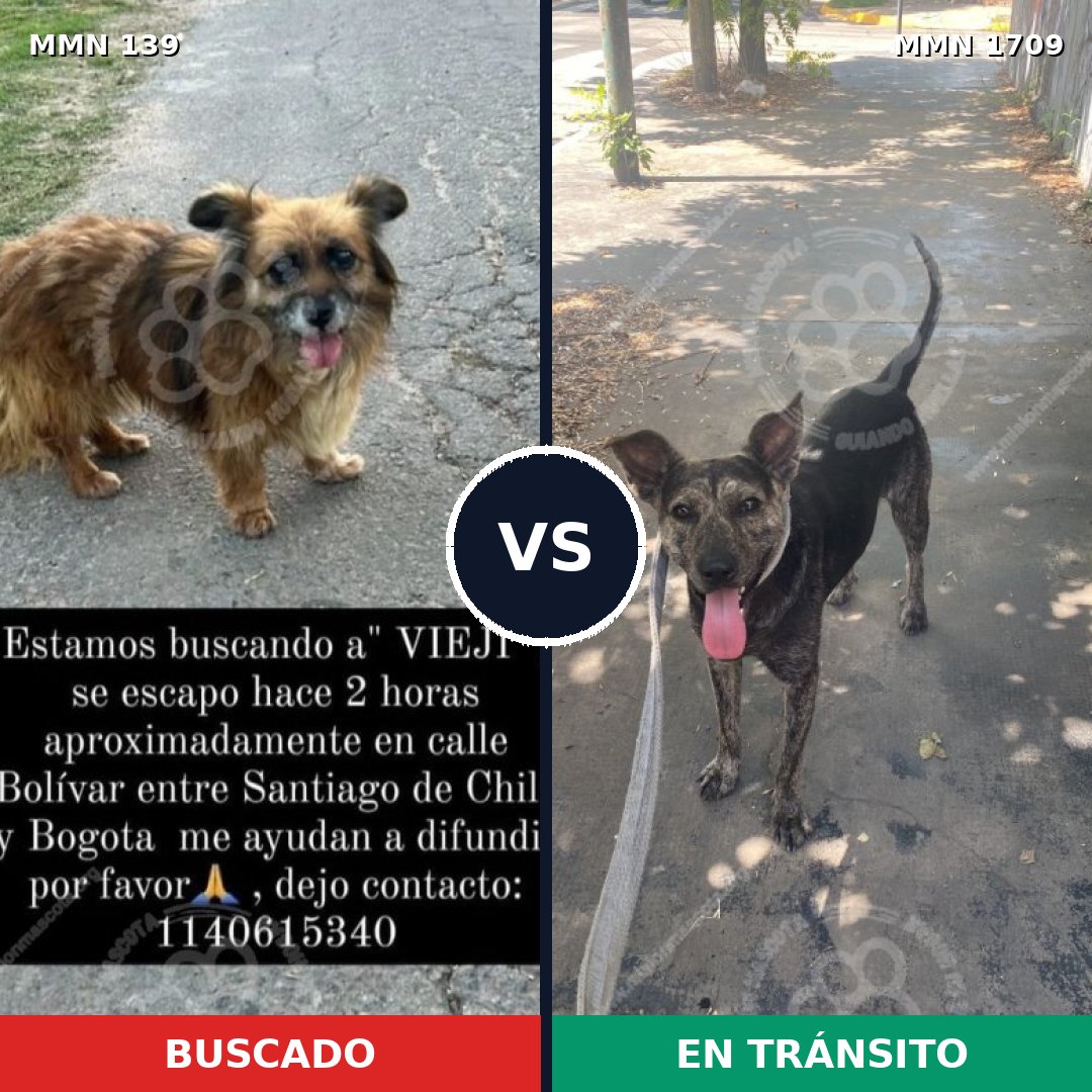 Comparativa MMS 37536: mascota perdida y mascota encontrada, 67% de similitud