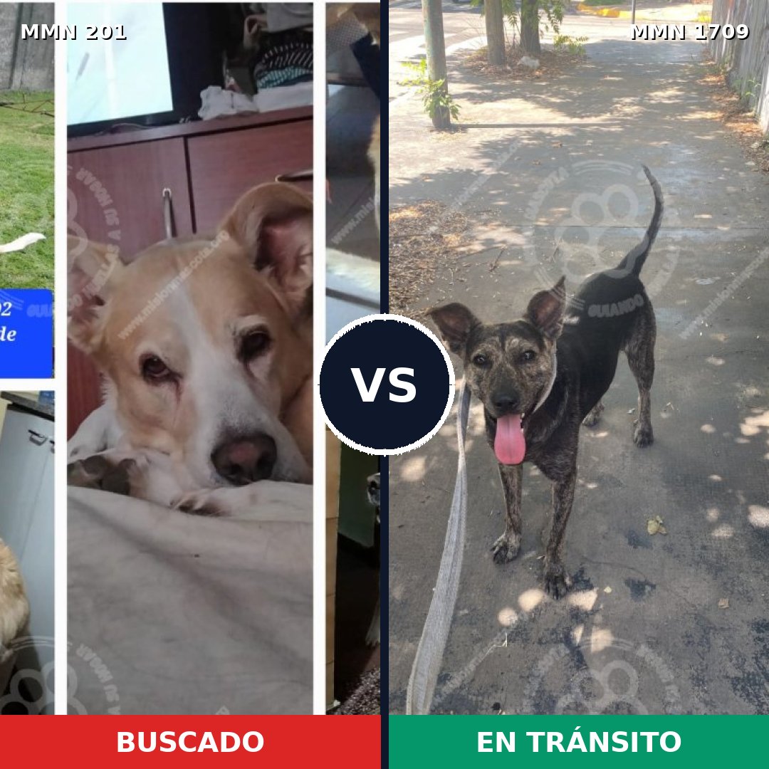 Comparativa MMS 37537: mascota perdida y mascota encontrada, 61% de similitud