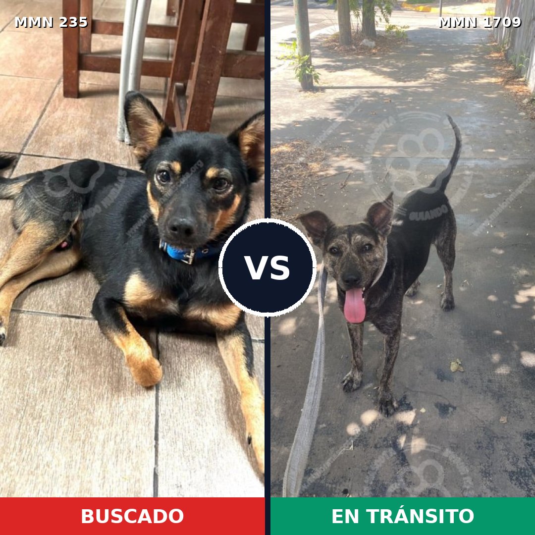 Comparativa MMS 37538: mascota perdida y mascota encontrada, 64% de similitud