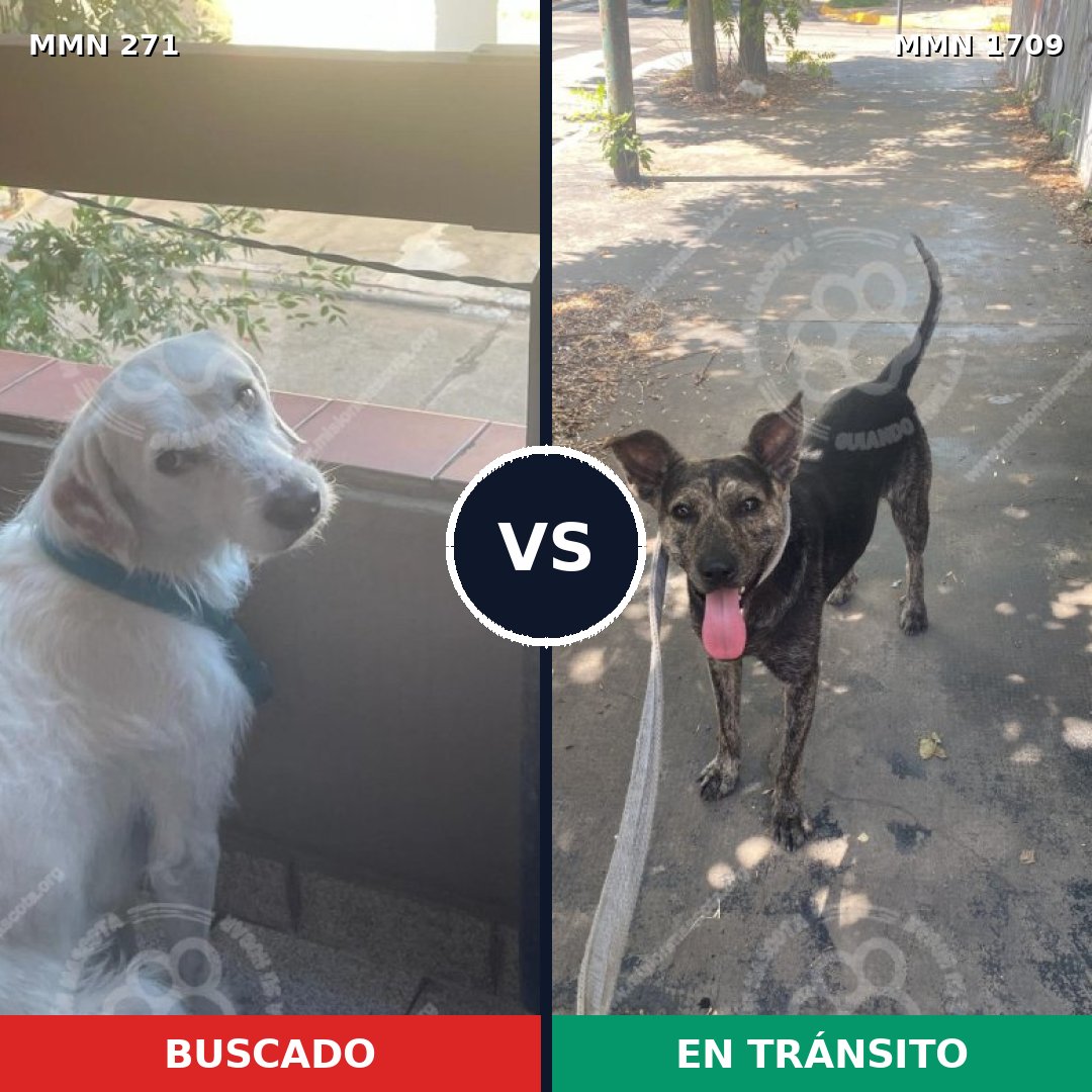 Comparativa MMS 37539: mascota perdida y mascota encontrada, 64% de similitud