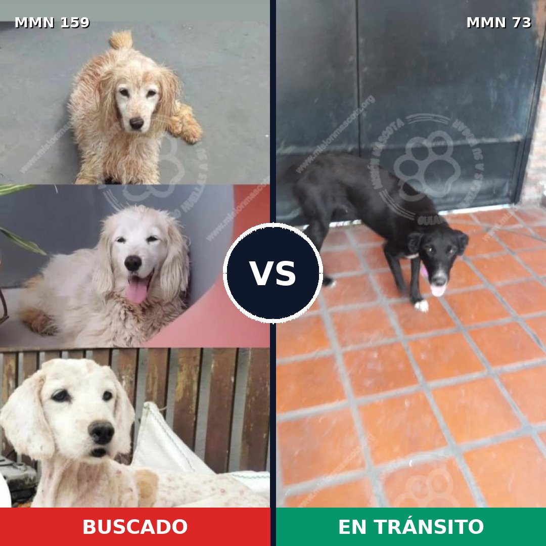 Comparativa MMS 3754: mascota perdida y mascota encontrada, 47% de similitud