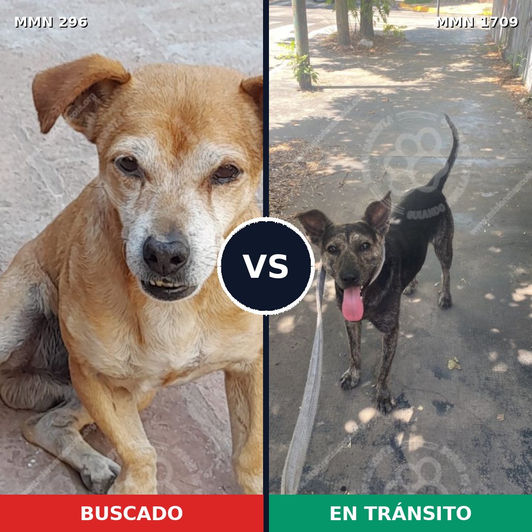 Comparativa MMS 37540: mascota perdida y mascota encontrada, 64% de similitud