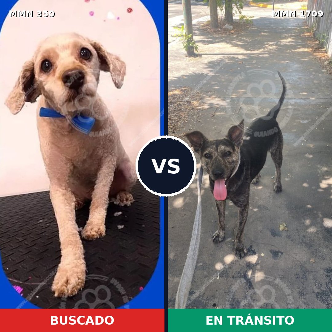 Comparativa MMS 37541: mascota perdida y mascota encontrada, 43% de similitud