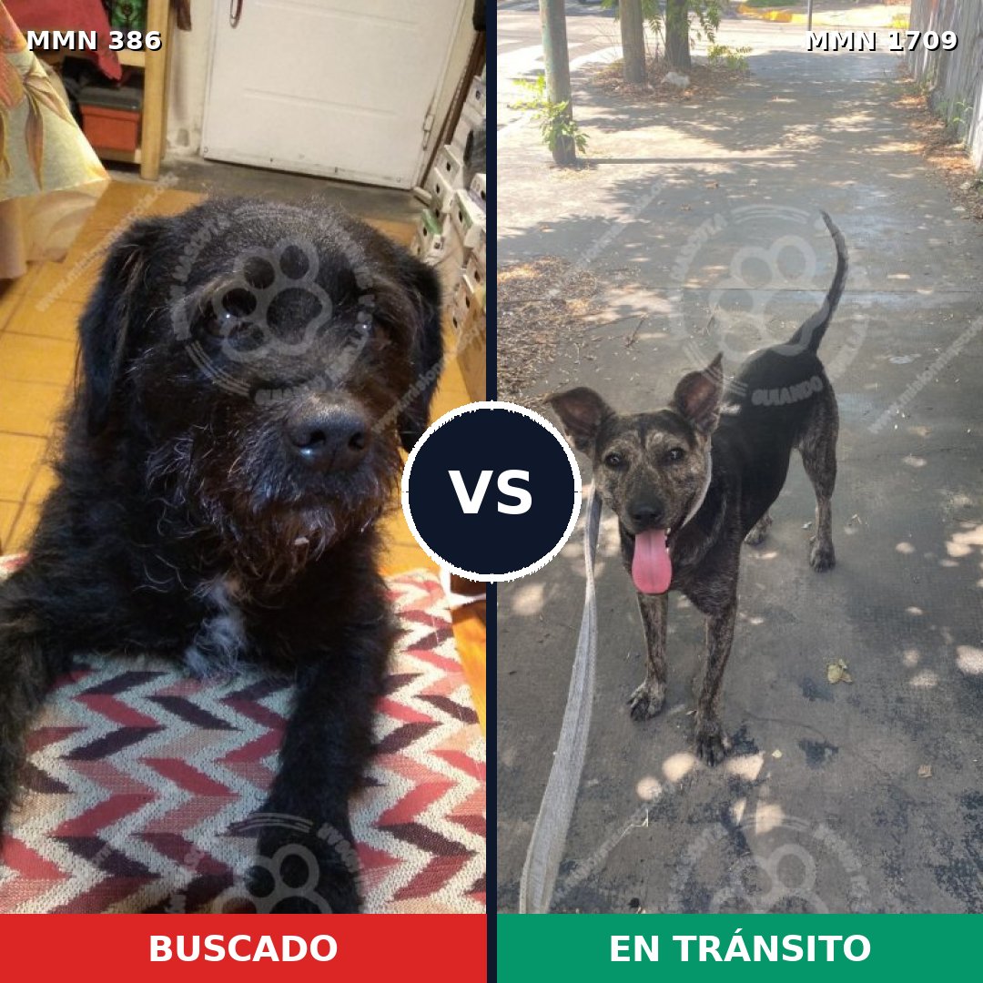 Comparativa MMS 37542: mascota perdida y mascota encontrada, 81% de similitud