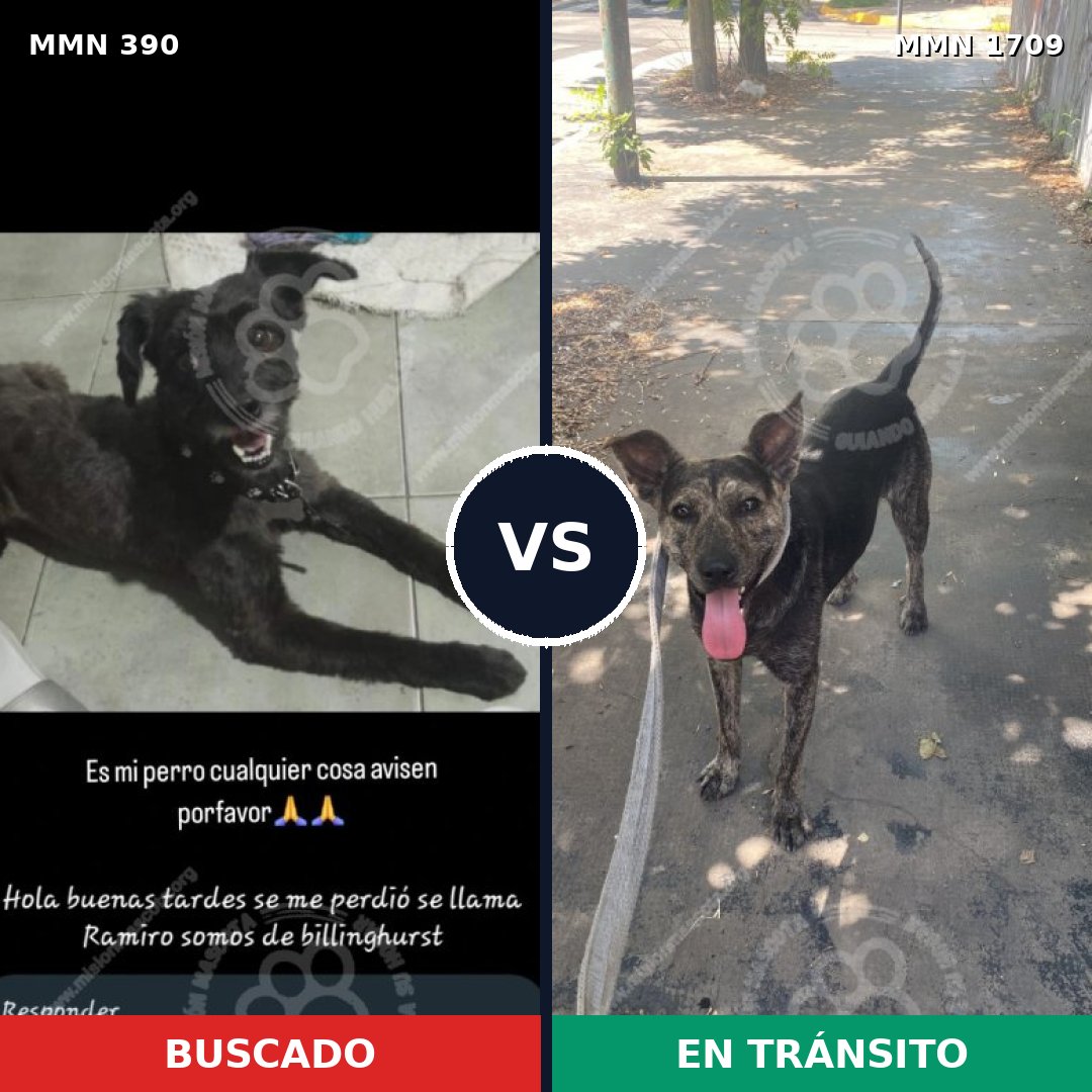 Comparativa MMS 37543: mascota perdida y mascota encontrada, 64% de similitud