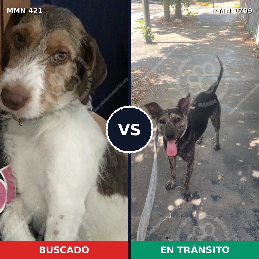 Comparativa MMS 37545: mascota perdida y mascota encontrada, 68% de similitud