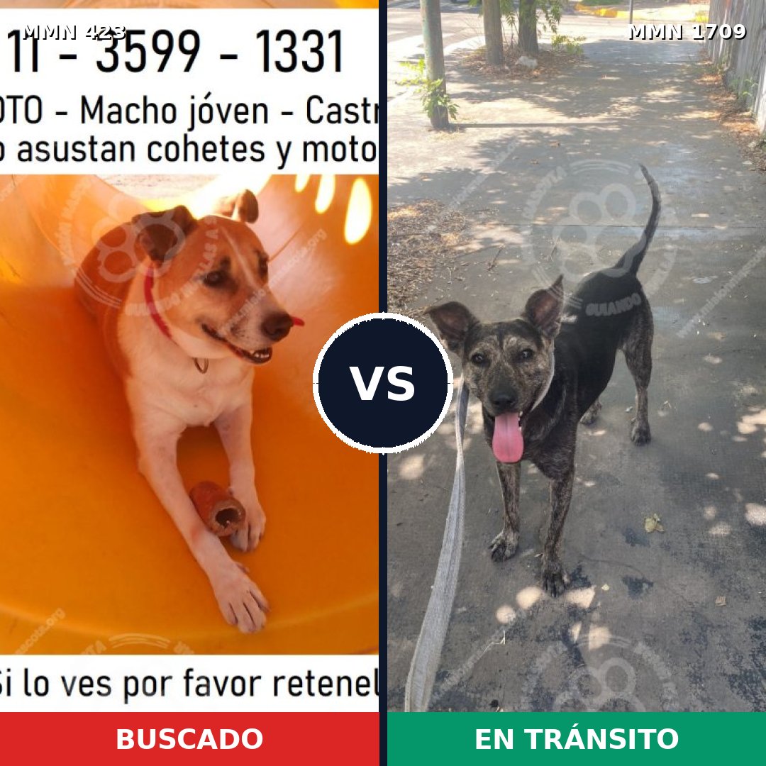 Comparativa MMS 37546: mascota perdida y mascota encontrada, 70% de similitud