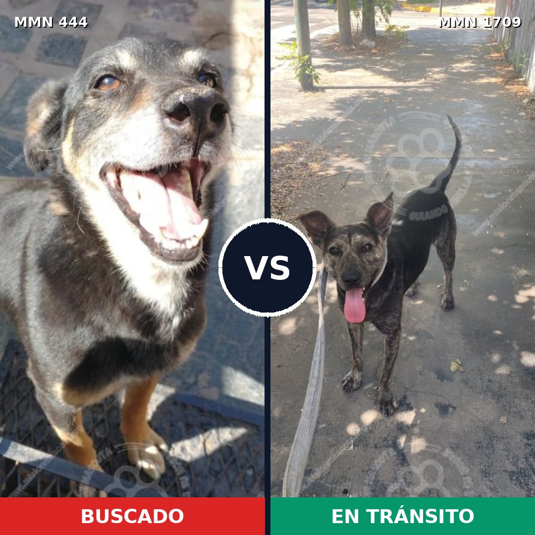 Comparativa MMS 37548: mascota perdida y mascota encontrada, 61% de similitud
