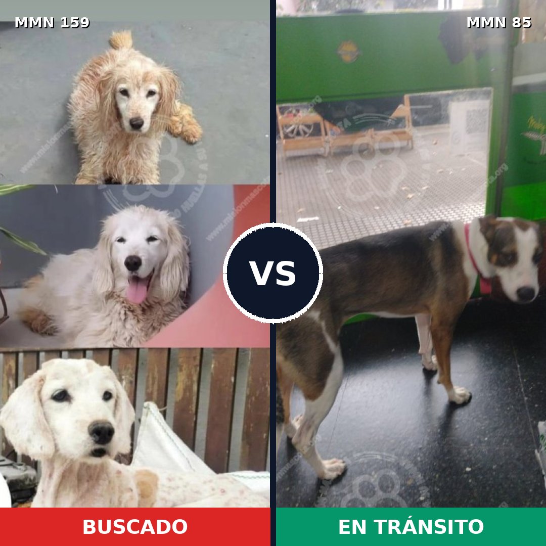 Comparativa MMS 3755: mascota perdida y mascota encontrada, 6% de similitud