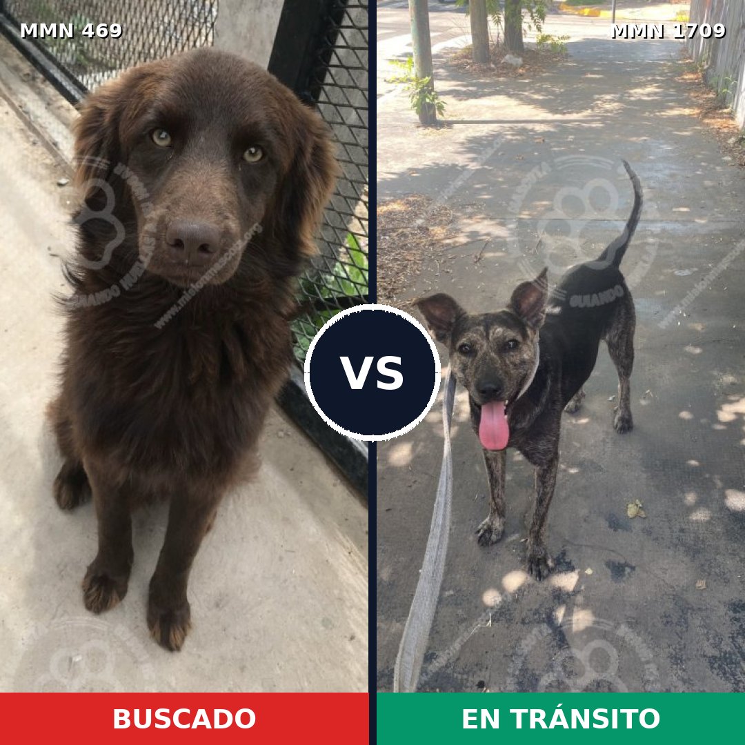 Comparativa MMS 37550: mascota perdida y mascota encontrada, 67% de similitud