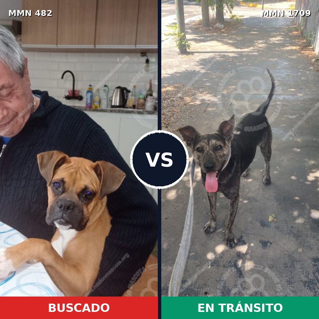 Comparativa MMS 37552: mascota perdida y mascota encontrada, 37% de similitud