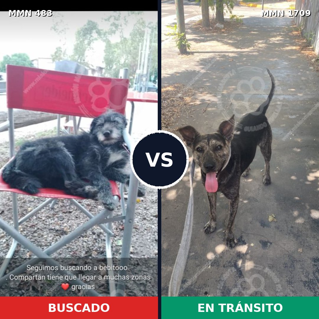 Comparativa MMS 37553: mascota perdida y mascota encontrada, 82% de similitud