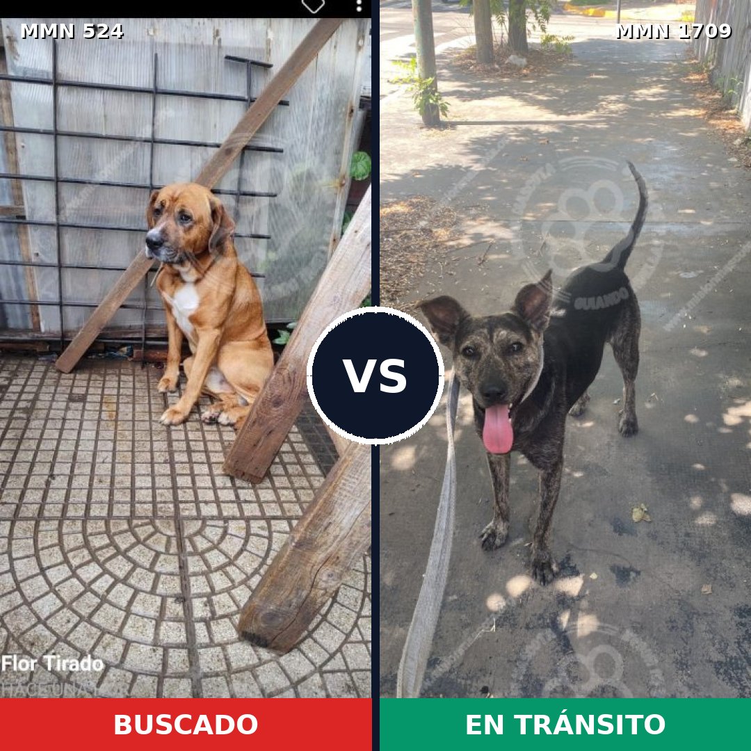 Comparativa MMS 37555: mascota perdida y mascota encontrada, 64% de similitud