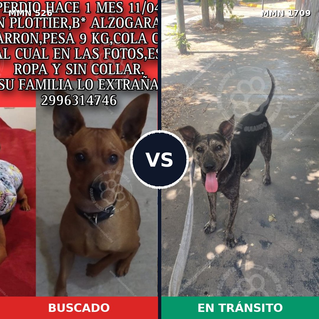 Comparativa MMS 37556: mascota perdida y mascota encontrada, 30% de similitud