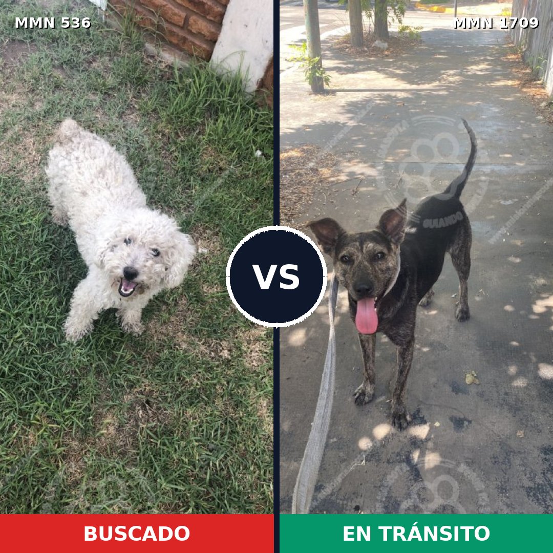 Comparativa MMS 37557: mascota perdida y mascota encontrada, 36% de similitud