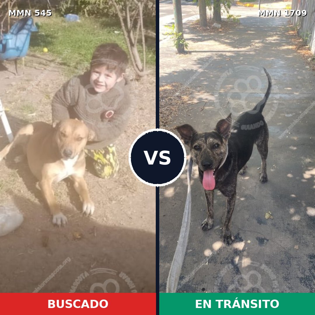 Comparativa MMS 37558: mascota perdida y mascota encontrada, 50% de similitud