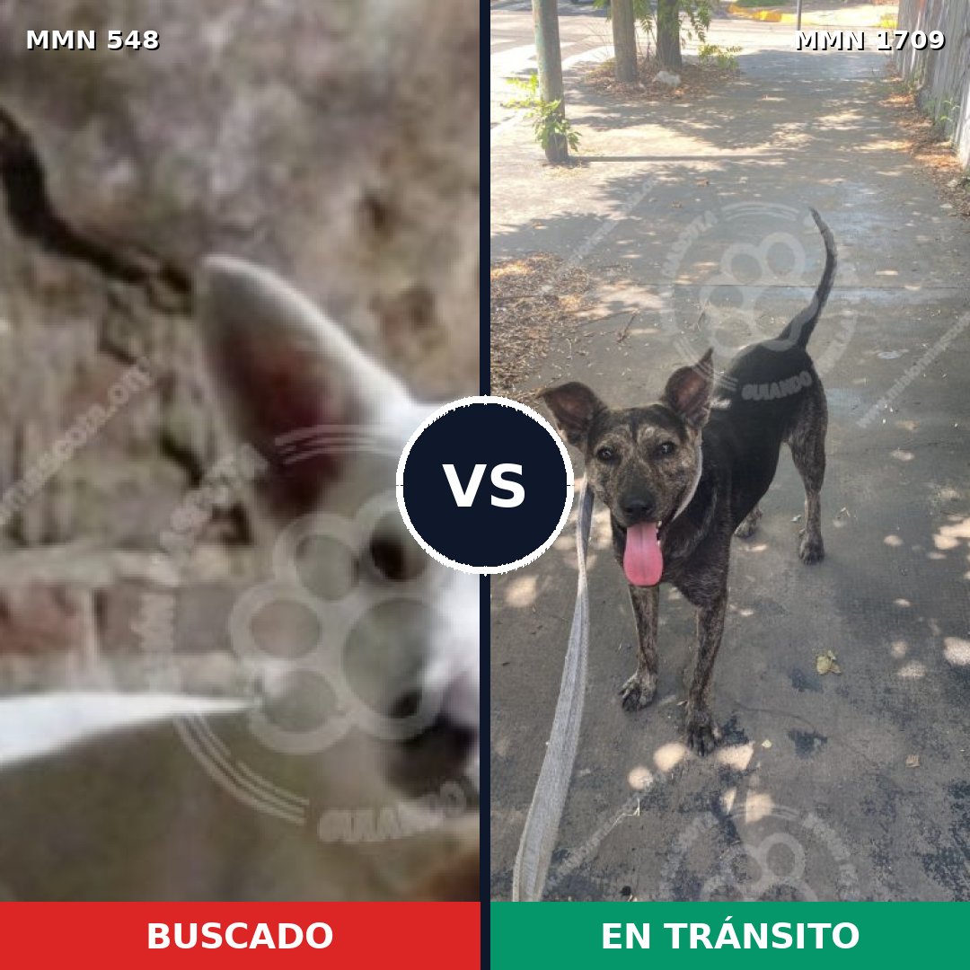 Comparativa MMS 37559: mascota perdida y mascota encontrada, 60% de similitud
