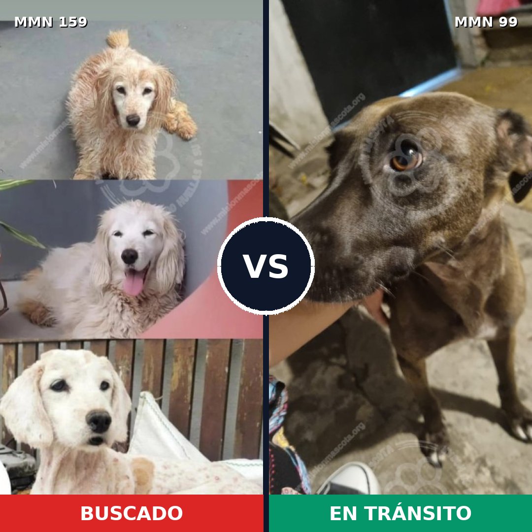 Comparativa MMS 3756: mascota perdida y mascota encontrada, 6% de similitud