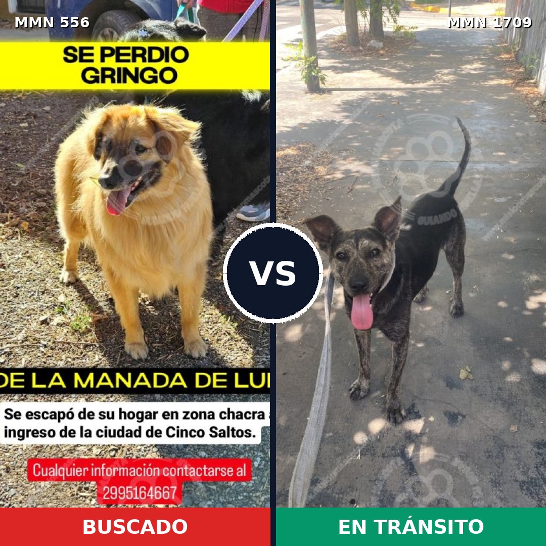 Comparativa MMS 37560: mascota perdida y mascota encontrada, 60% de similitud