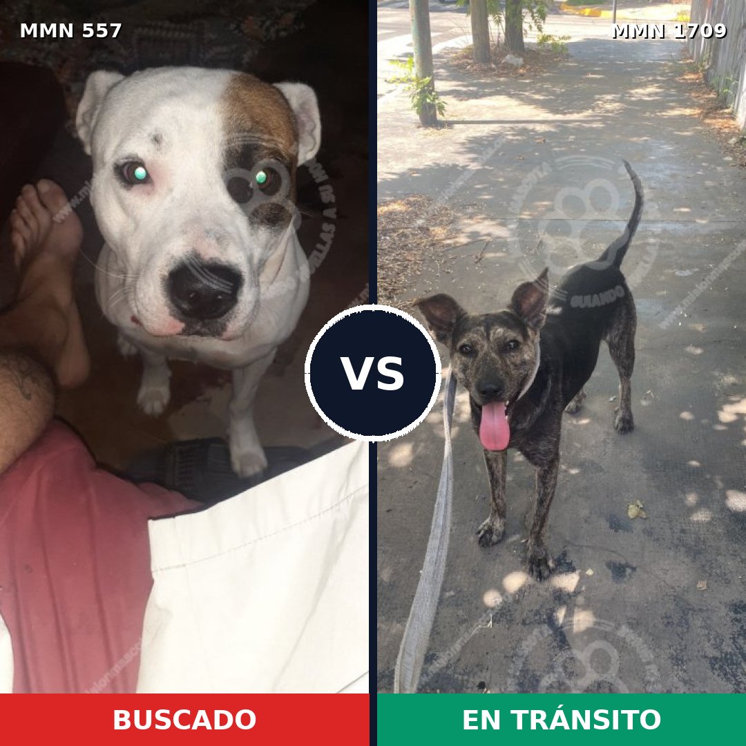 Comparativa MMS 37561: mascota perdida y mascota encontrada, 48% de similitud
