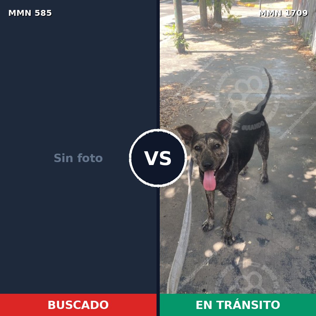 Comparativa MMS 37563: mascota perdida y mascota encontrada, 39% de similitud