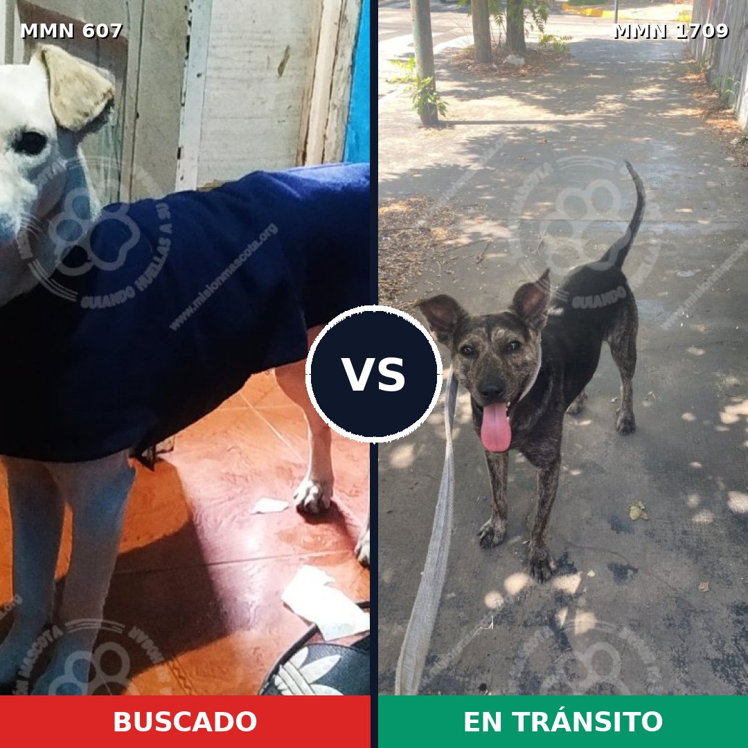 Comparativa MMS 37565: mascota perdida y mascota encontrada, 76% de similitud