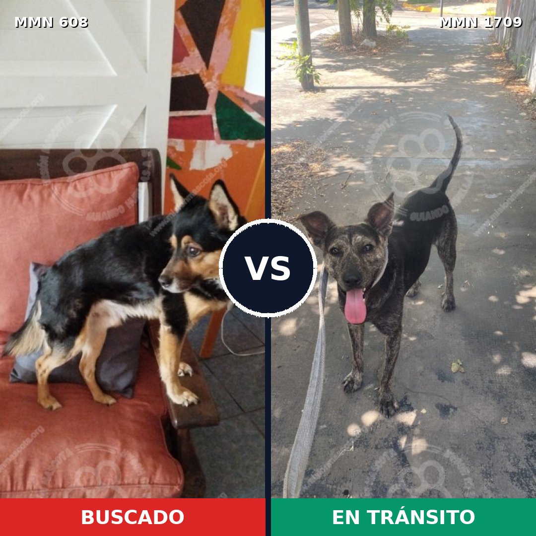 Comparativa MMS 37566: mascota perdida y mascota encontrada, 78% de similitud