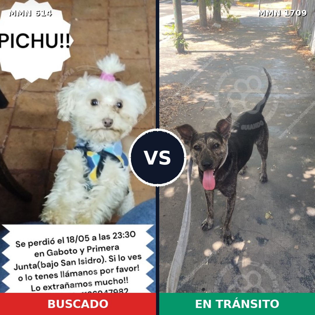 Comparativa MMS 37567: mascota perdida y mascota encontrada, 26% de similitud