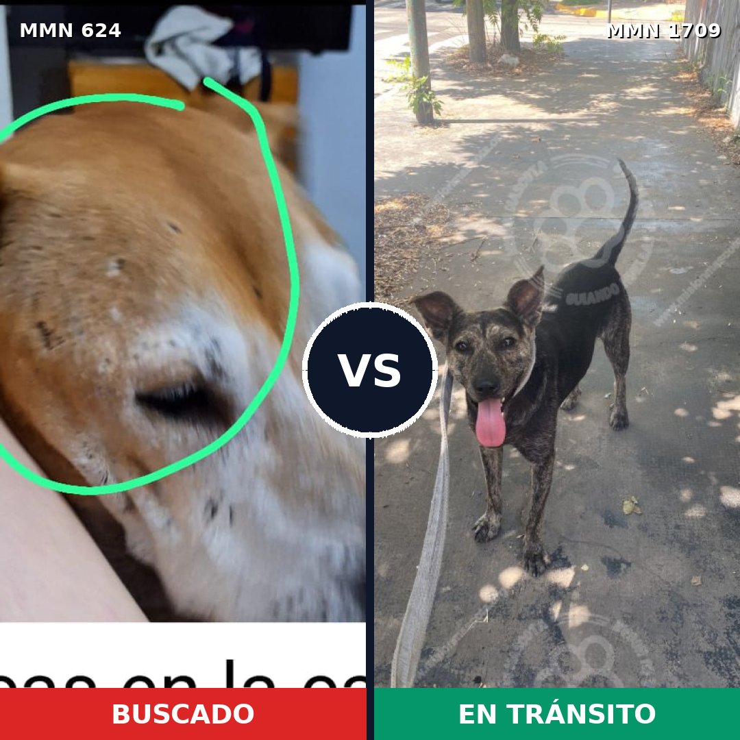 Comparativa MMS 37568: mascota perdida y mascota encontrada, 33% de similitud