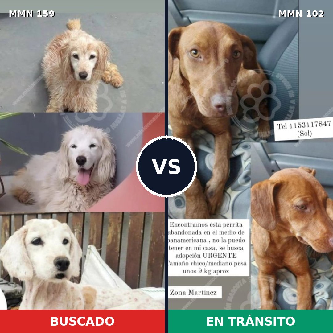 Comparativa MMS 3757: mascota perdida y mascota encontrada, 43% de similitud