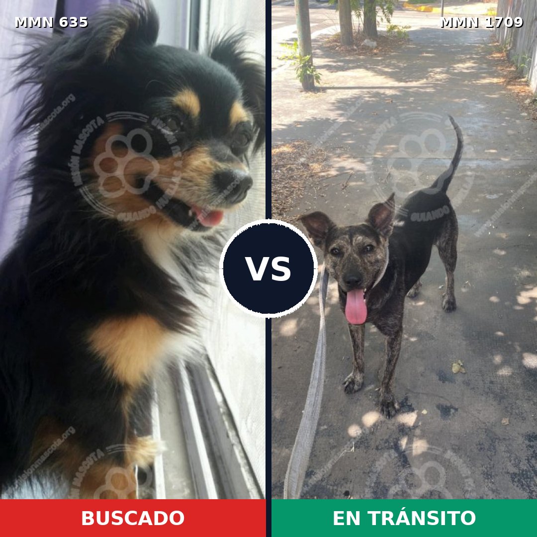Comparativa MMS 37570: mascota perdida y mascota encontrada, 30% de similitud