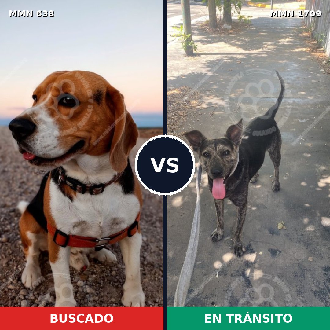 Comparativa MMS 37571: mascota perdida y mascota encontrada, 34% de similitud