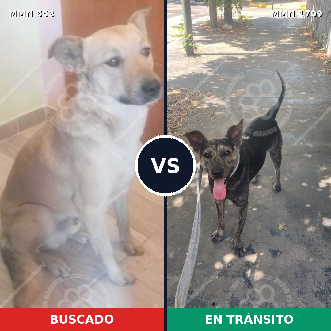 Comparativa MMS 37574: mascota perdida y mascota encontrada, 69% de similitud