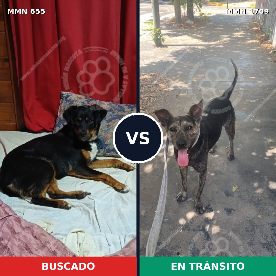 Comparativa MMS 37575: mascota perdida y mascota encontrada, 58% de similitud