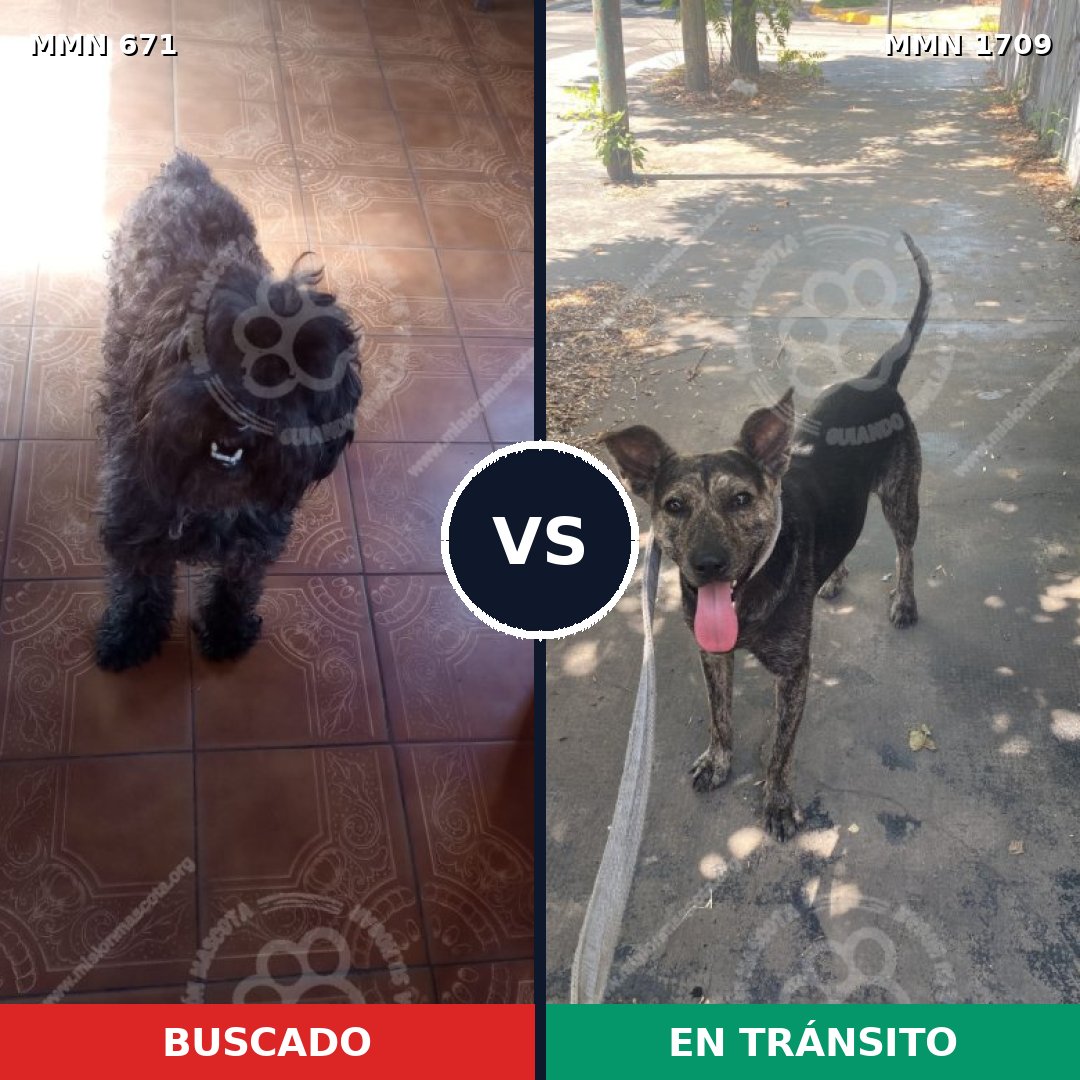 Comparativa MMS 37576: mascota perdida y mascota encontrada, 38% de similitud