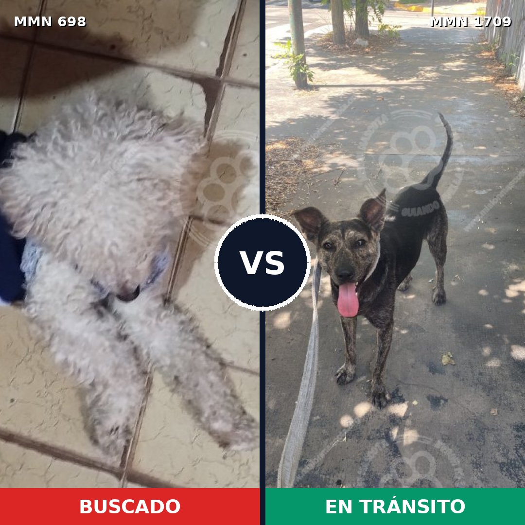 Comparativa MMS 37578: mascota perdida y mascota encontrada, 39% de similitud