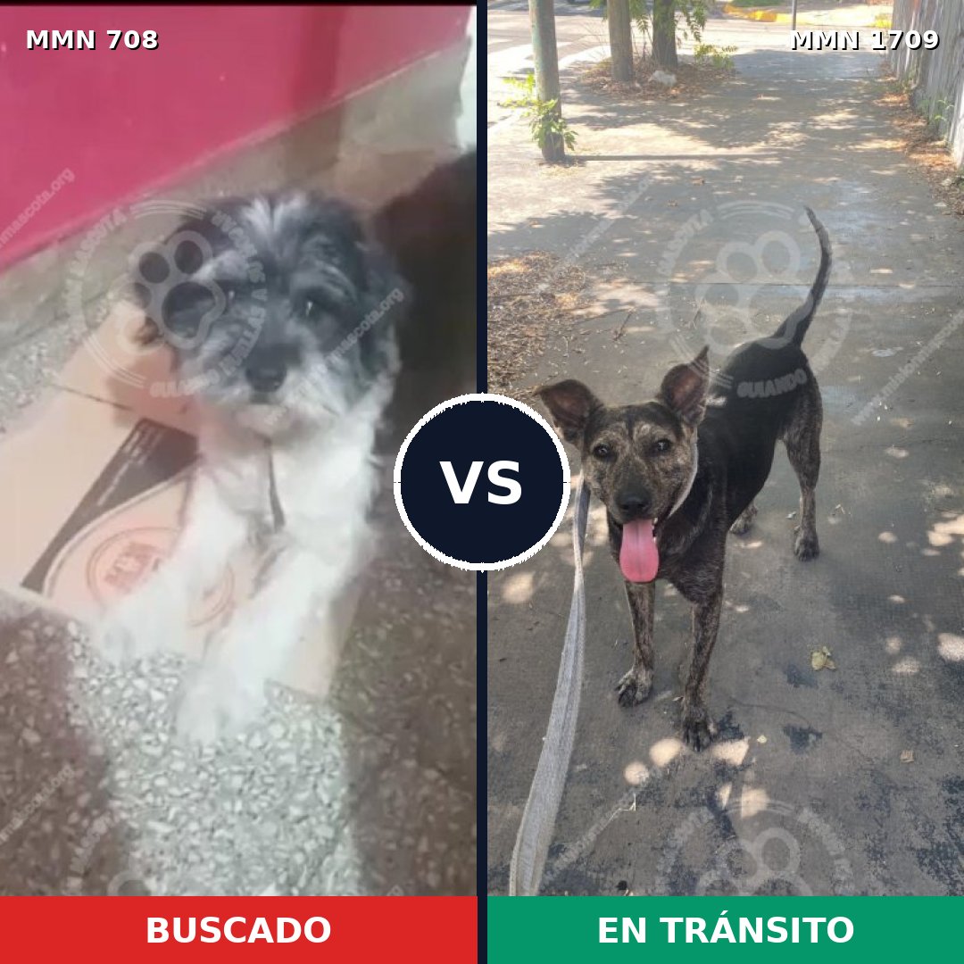 Comparativa MMS 37579: mascota perdida y mascota encontrada, 49% de similitud