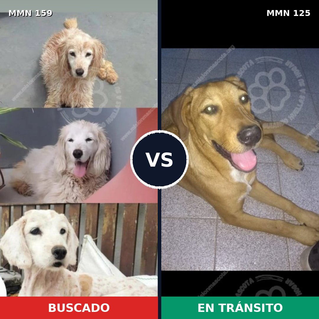 Comparativa MMS 3758: mascota perdida y mascota encontrada, 67% de similitud