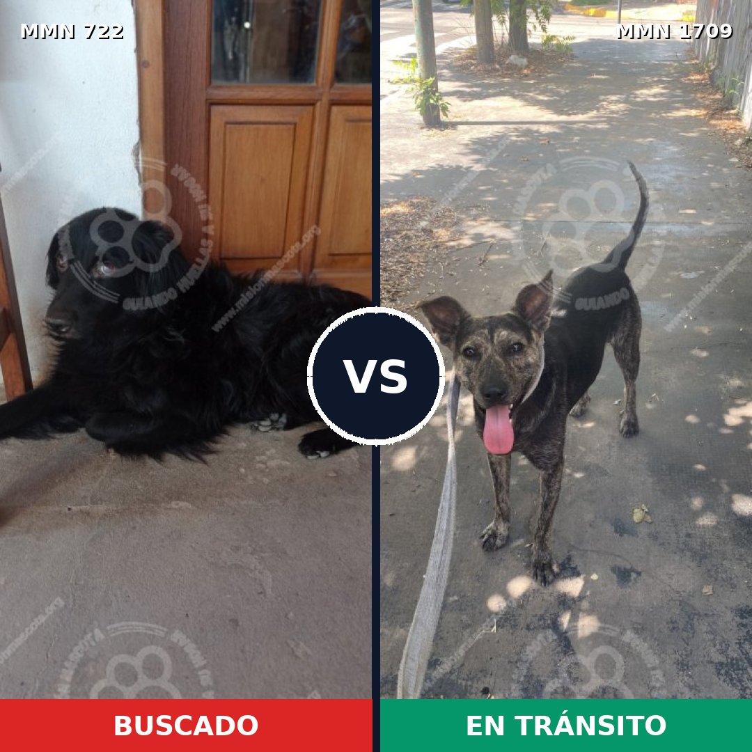 Comparativa MMS 37581: mascota perdida y mascota encontrada, 51% de similitud