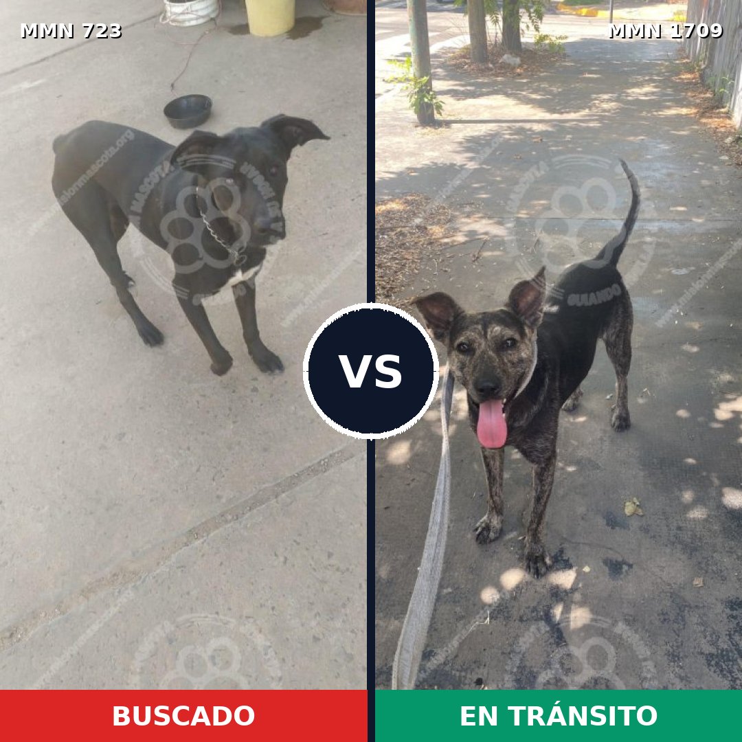 Comparativa MMS 37582: mascota perdida y mascota encontrada, 62% de similitud