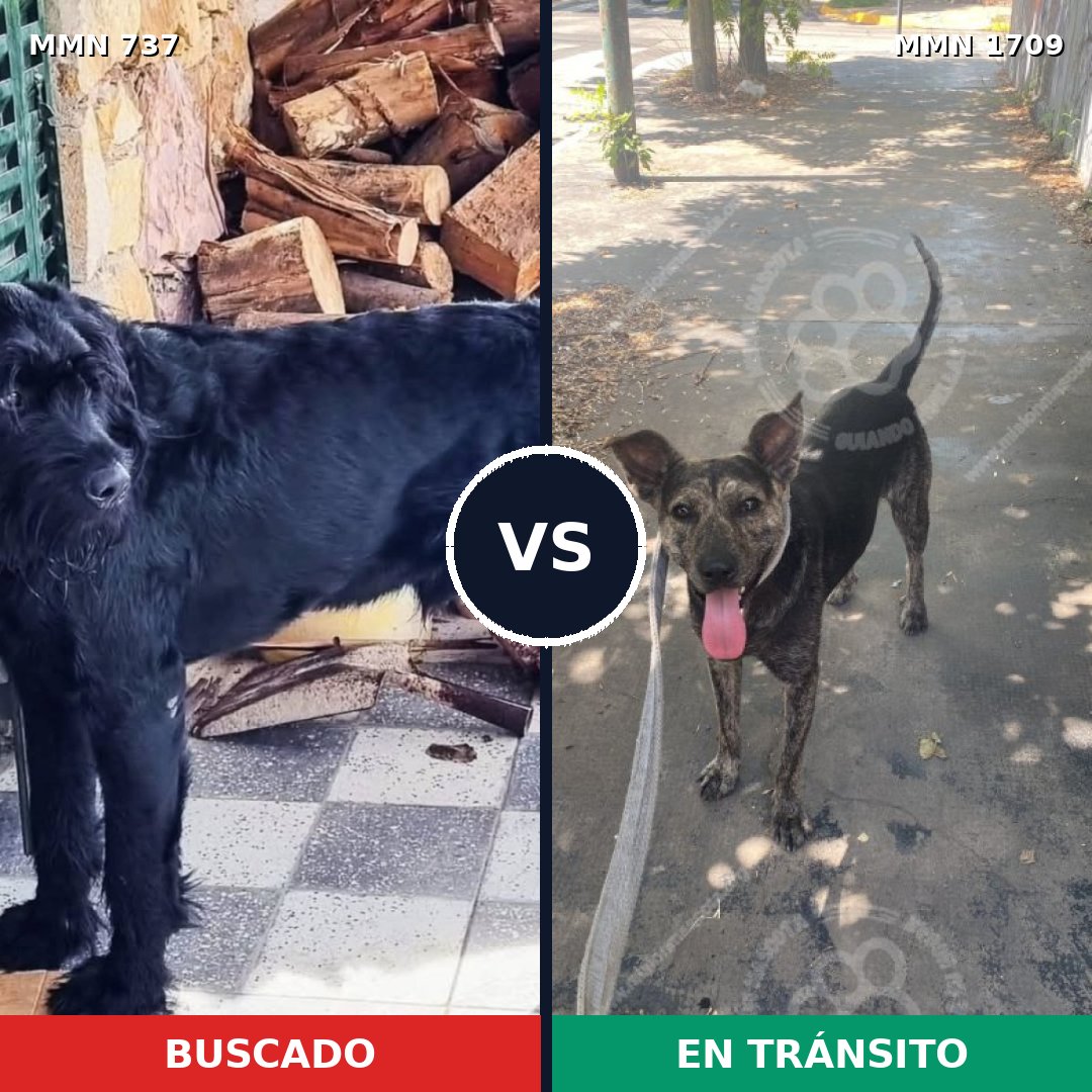Comparativa MMS 37583: mascota perdida y mascota encontrada, 28% de similitud