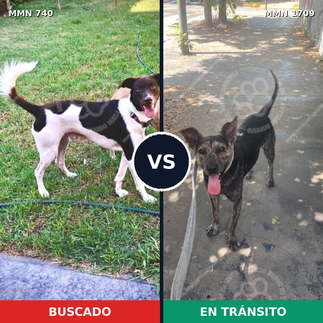 Comparativa MMS 37584: mascota perdida y mascota encontrada, 68% de similitud