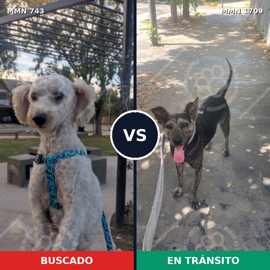 Comparativa MMS 37585: mascota perdida y mascota encontrada, 49% de similitud