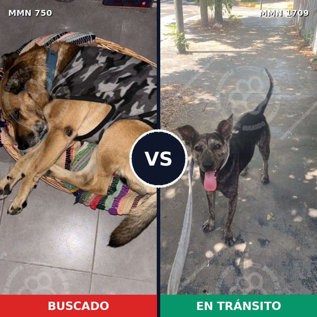 Comparativa MMS 37586: mascota perdida y mascota encontrada, 60% de similitud