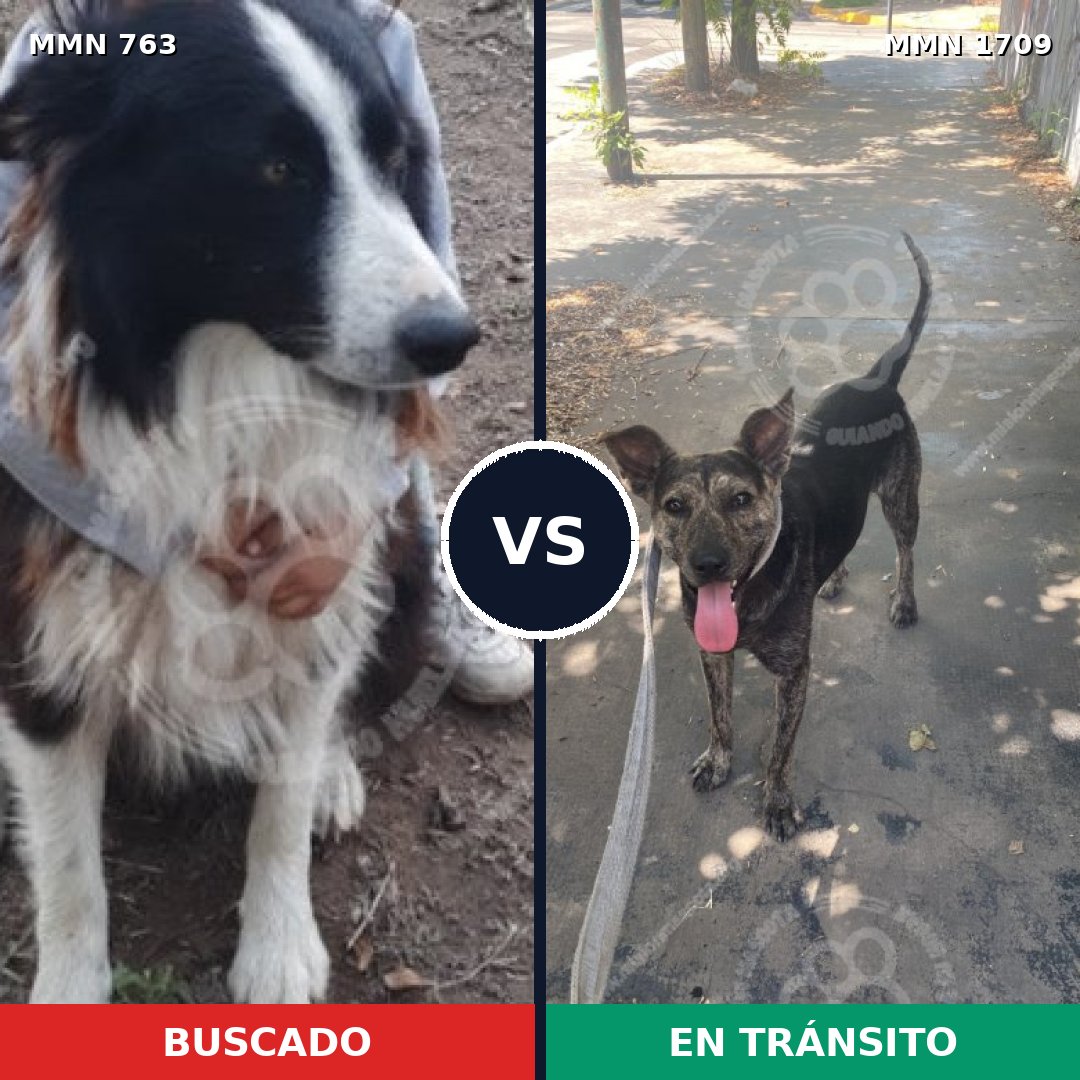 Comparativa MMS 37588: mascota perdida y mascota encontrada, 53% de similitud