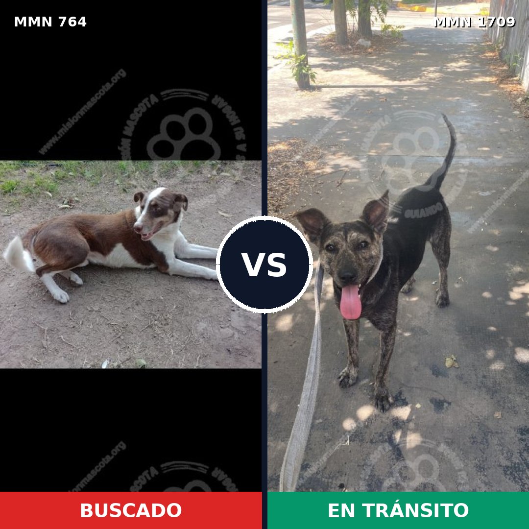 Comparativa MMS 37589: mascota perdida y mascota encontrada, 39% de similitud