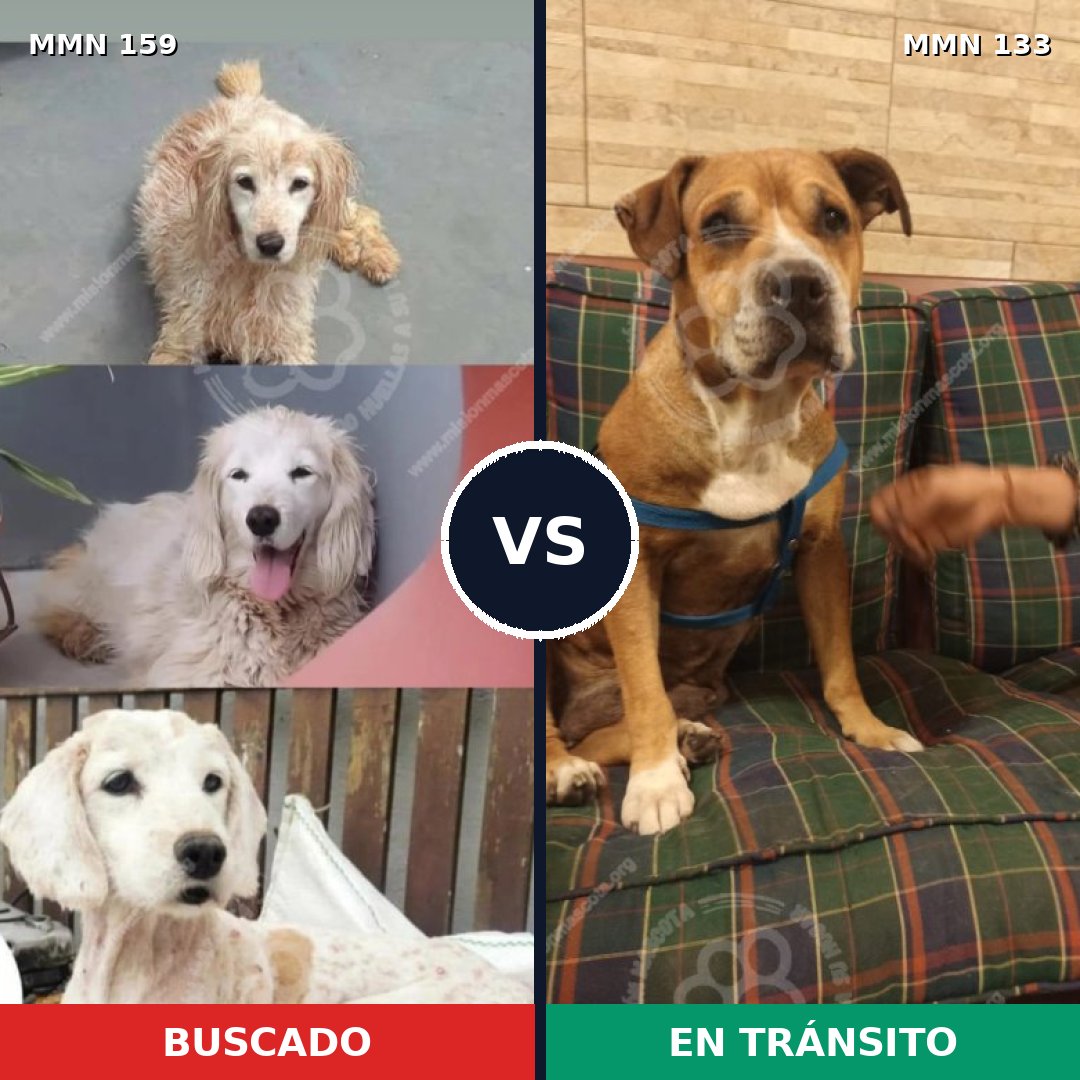 Comparativa MMS 3759: mascota perdida y mascota encontrada, 70% de similitud