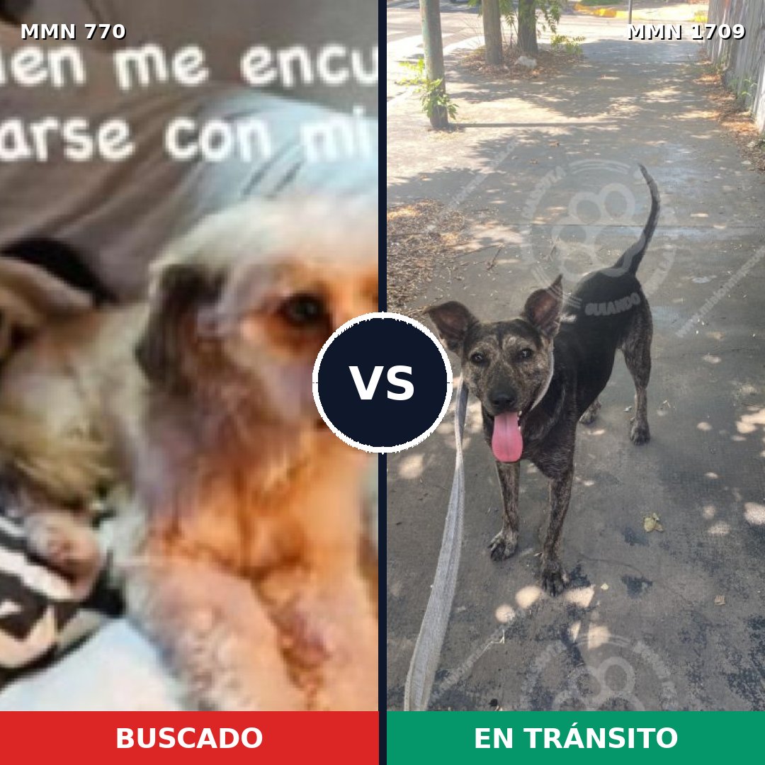 Comparativa MMS 37590: mascota perdida y mascota encontrada, 62% de similitud