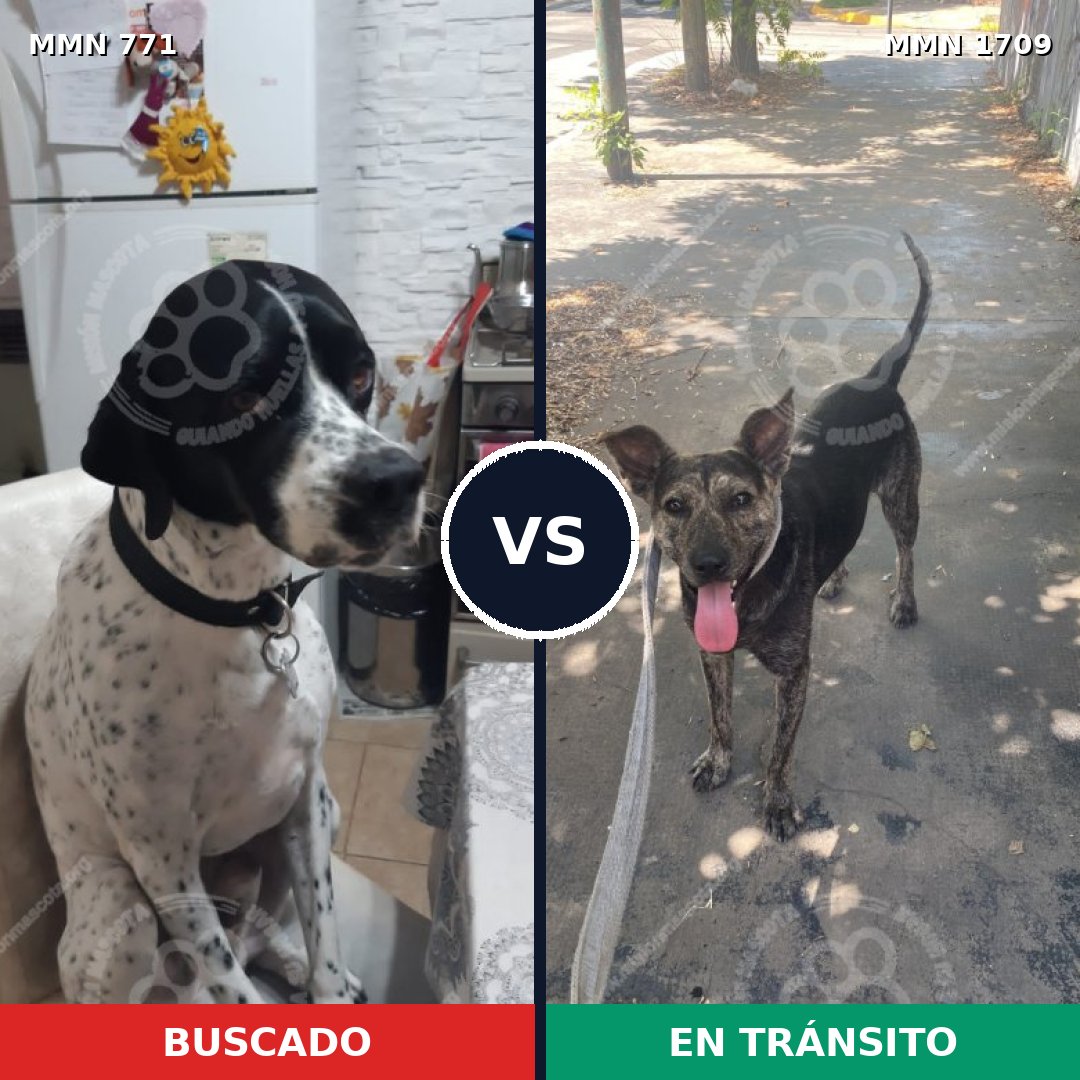 Comparativa MMS 37591: mascota perdida y mascota encontrada, 47% de similitud